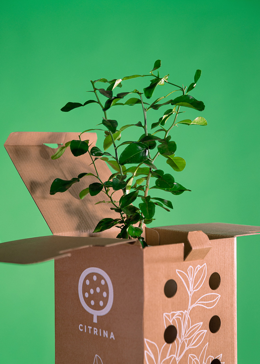 Packaging and product photography for Citrina Plants