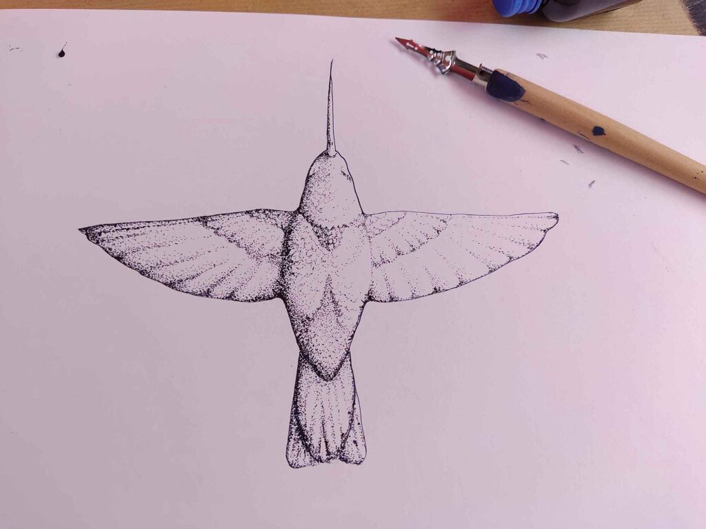 Hummingbird illustration, part of KOBU Agency creative process for Klarisana's rebranding